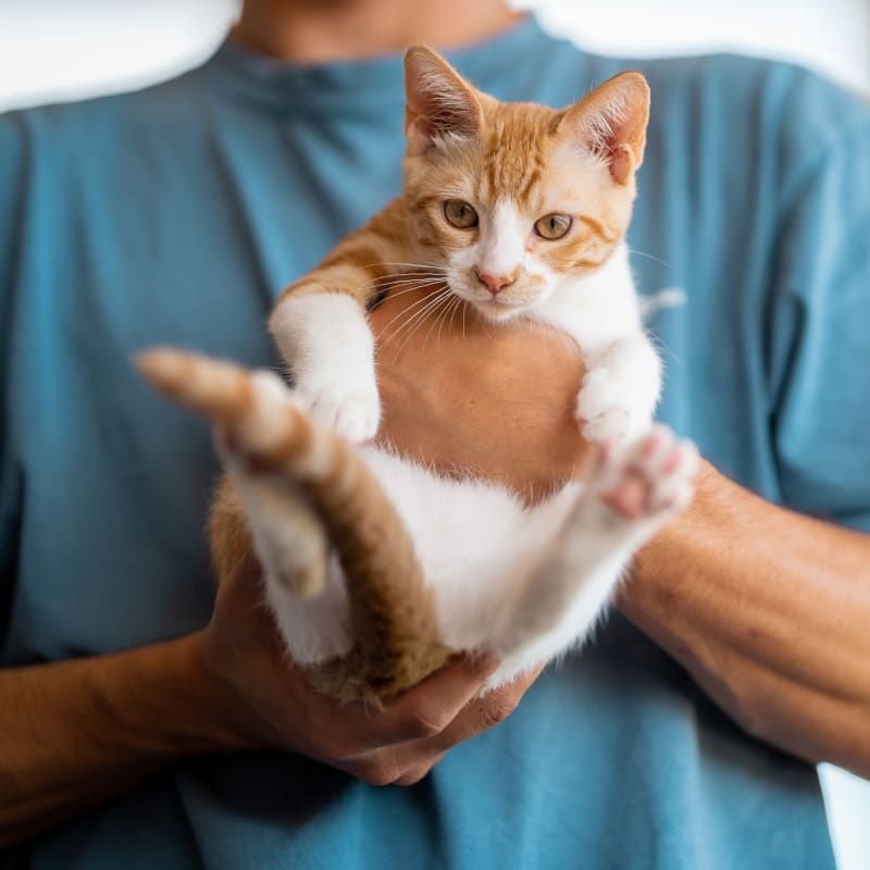 Medical Boarding for Cats & Dogs, Ingersoll Vet