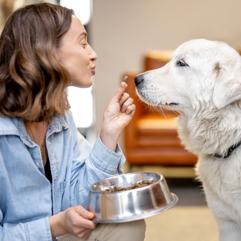 Nutrition Counseling, Ingersoll Vet